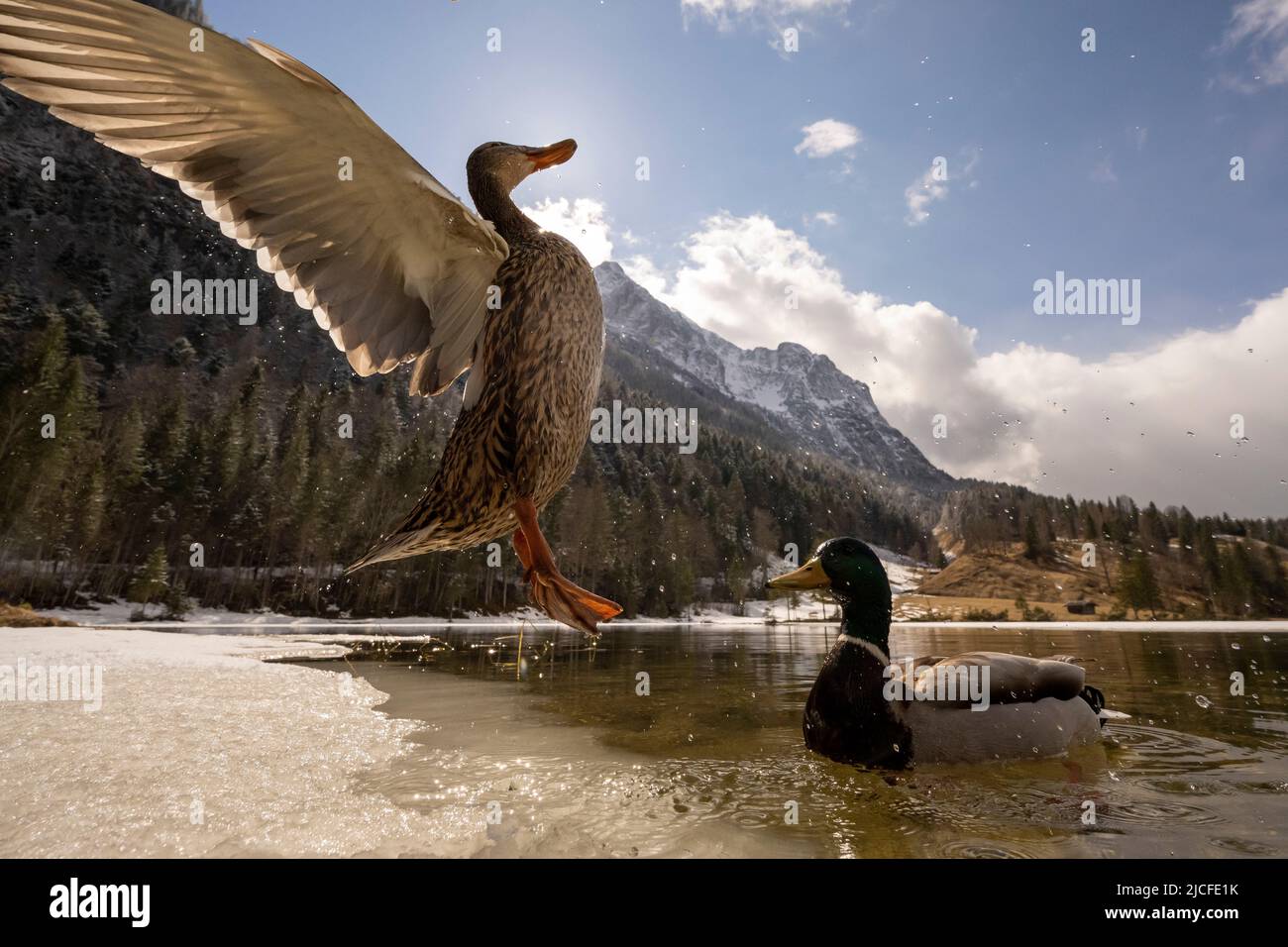 Eine Stockente macht sich auf den Grund, um auf einem kleinen Stück Eis am frühlingshaften Ferchensee in den bayerischen Alpen oberhalb von Mittenwald zu landen. Der drake blickt auf und im Hintergrund auf den dominanten Wetterstein. Stockfoto
