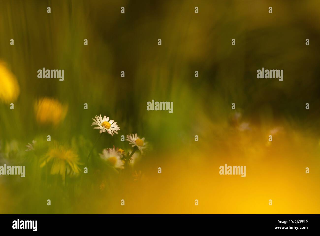 Frühling auf einer Bergwiese, Gänseblümchen, die zwischen dem Dandelion und dichtem Gras blühen, ein buntes Bild von einer Blumenwiese. Stockfoto