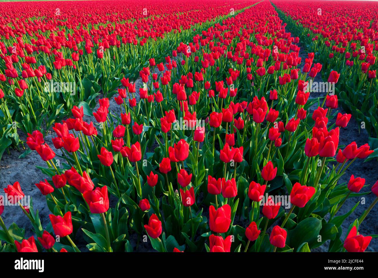 Reihen von Tulpen in einem Feld, Nordholland, Niederlande Stockfoto