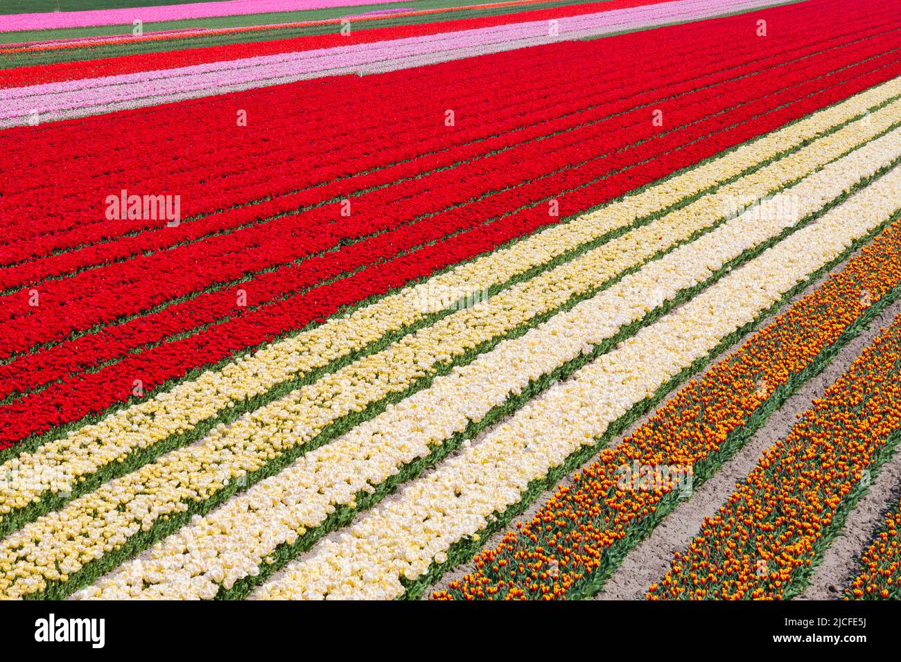 Reihen von Tulpen auf einem Feld, Nordholland, Niederlande Stockfoto