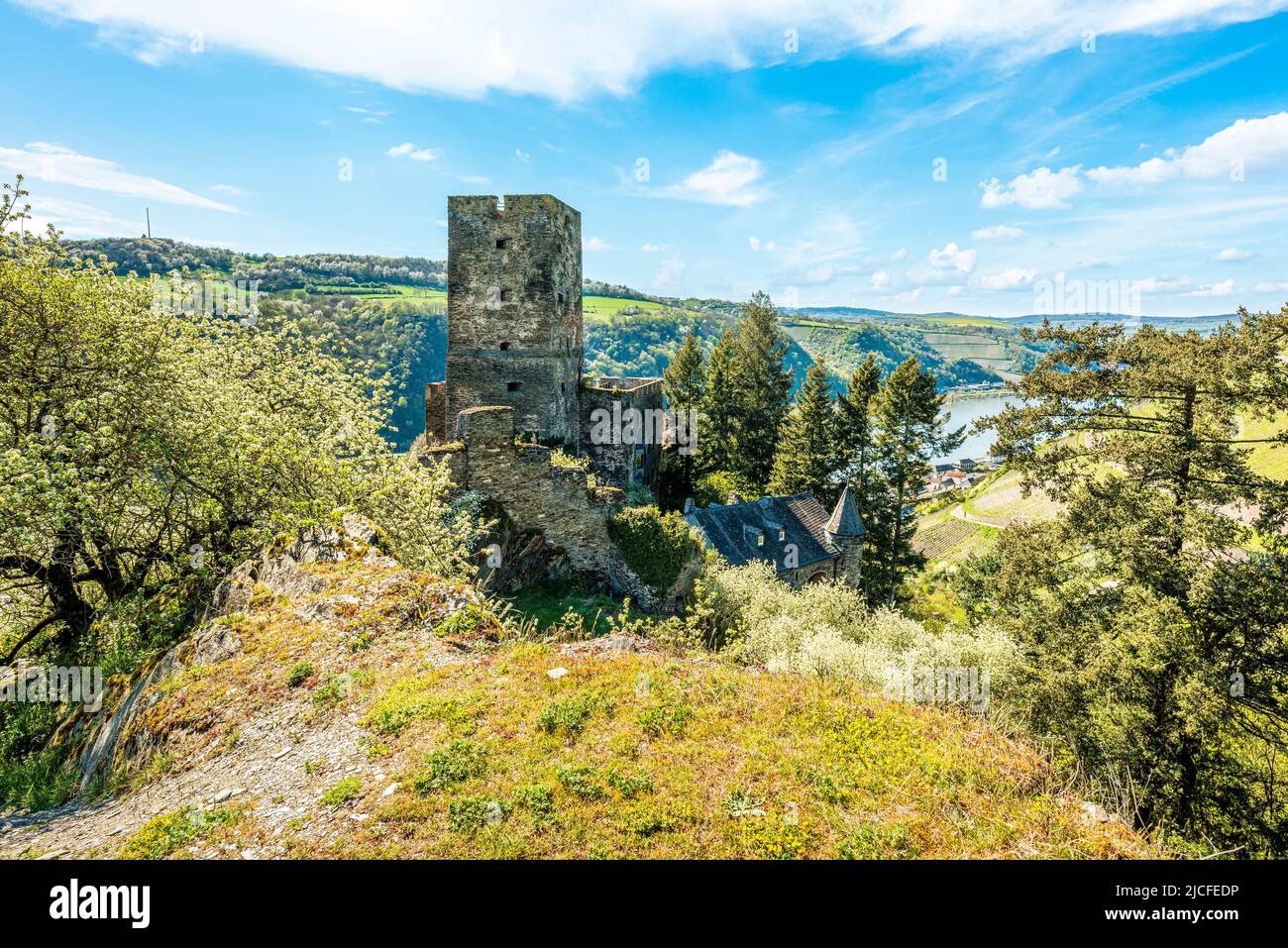 Gut erhaltenes und bewohntes Schloss Gutenfels bei Kaub (Mittelrhein) inmitten von Weinbergen am Rheinsteig, Stockfoto