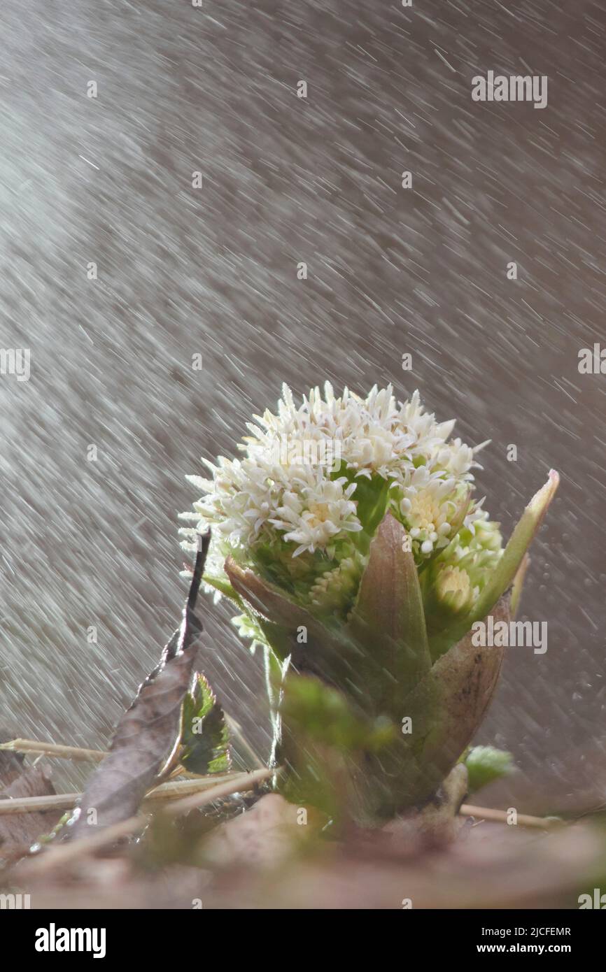 Blumen im Frühling, weißer Butterbur, petasites albus, Blume, Nahaufnahme Stockfoto