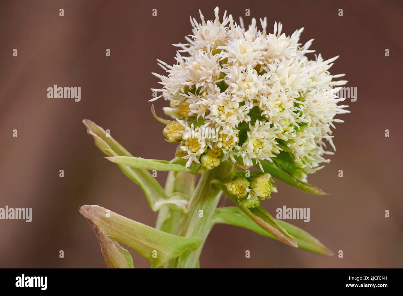 Blumen im Frühling, weißer Butterbur, petasites albus, Blume, Nahaufnahme Stockfoto