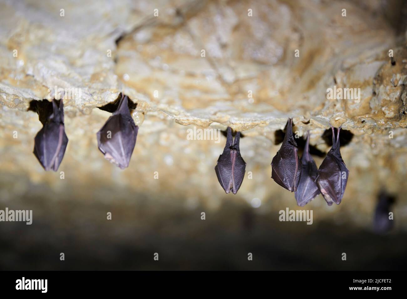 Fledermäuse in der Grotte de la Tuilerie in Frankreich Stockfoto