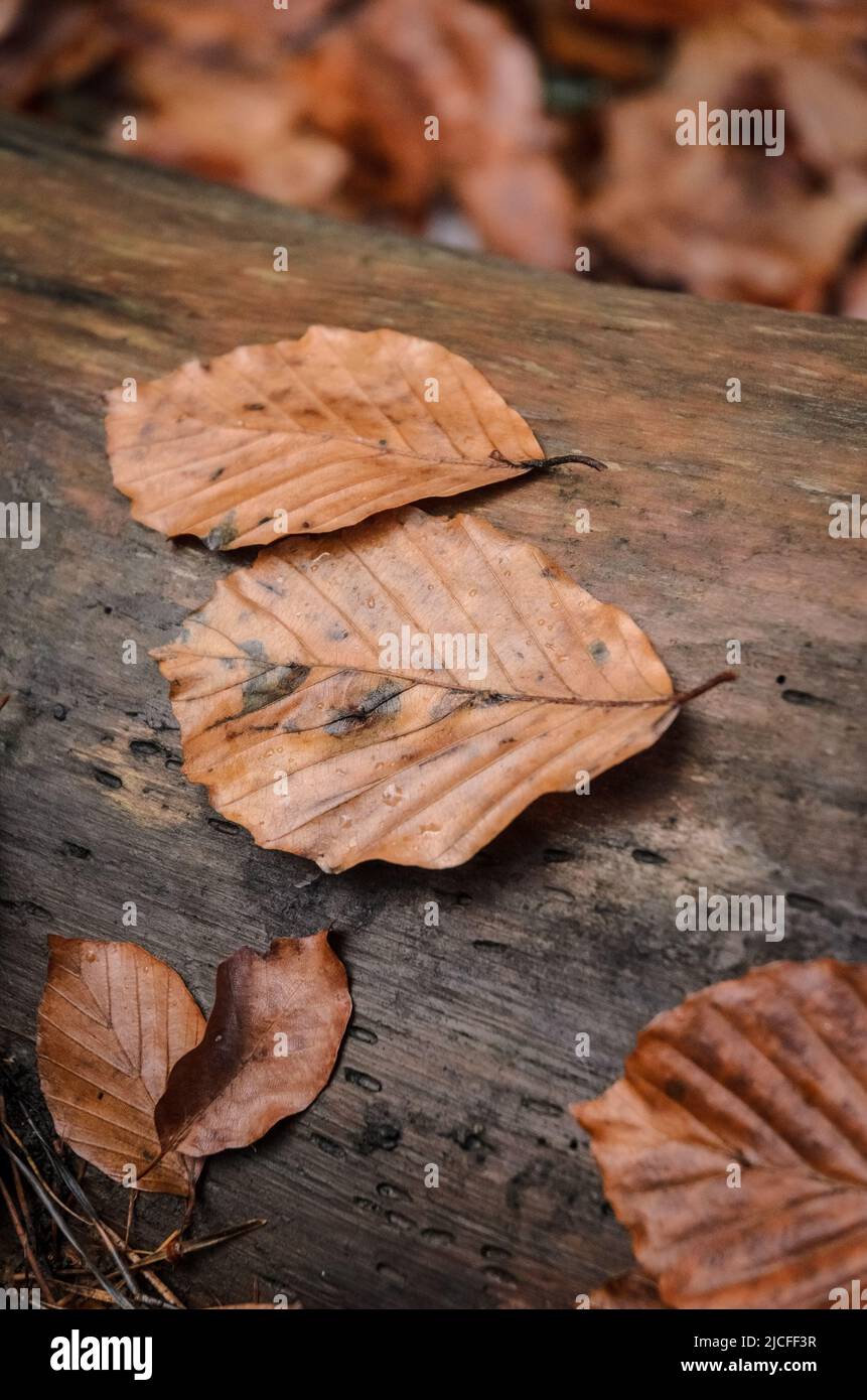 Braune Blätter der Fagus sylvatica, auch bekannt als Gemeine Buche oder Europäische Buche auf Holzgrund auf dem Waldboden während der Herbstsaison Stockfoto