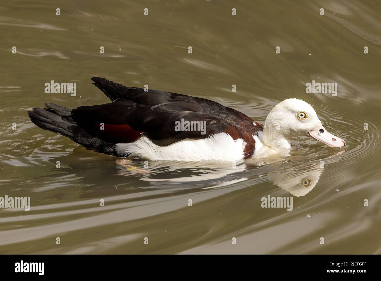 Die Radjah Shelduck (Radjah radjah) ist eine Art von Shelduck, auch bekannt als Black-Backed Shelduck oder Burdekin Duck. Bild aufgenommen im WWT Arundel, Großbritannien Stockfoto