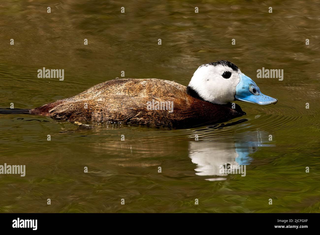 Ruddy Duck im WWT Arundel Wetland Centre, Arundel, West Sussex, Großbritannien, einem Naturschutzgebiet, das vom Wildfowl and Wetlands Trust verwaltet wird. 10.. Juni 2022 Stockfoto