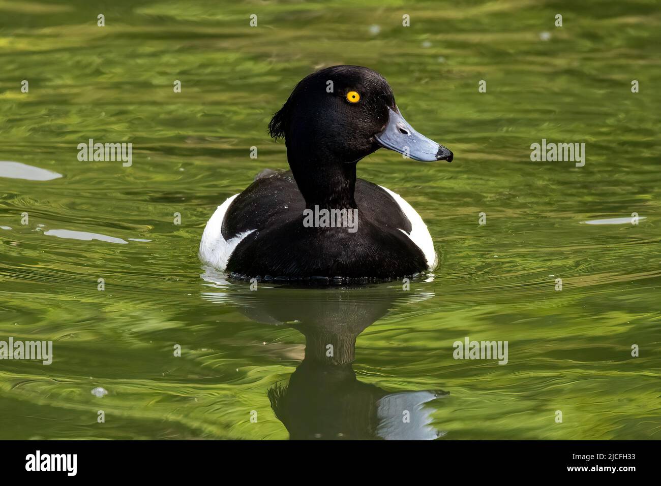 Rüdenente mit Tufting oder Tufted Pochard im WWT Arundel Wetland Center, Arundel, West Sussex, Großbritannien, Stockfoto