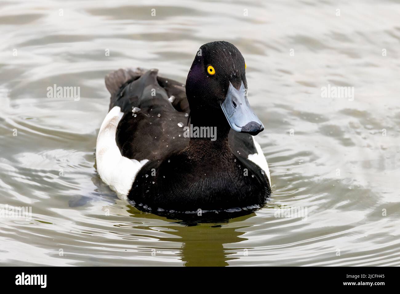 Tufted Duck im WWT Arundel Wetland Centre, Arundel, West Sussex, Großbritannien, einem Naturschutzgebiet, das vom Wildfowl and Wetlands Trust verwaltet wird. 10.. Juni 2022 Stockfoto