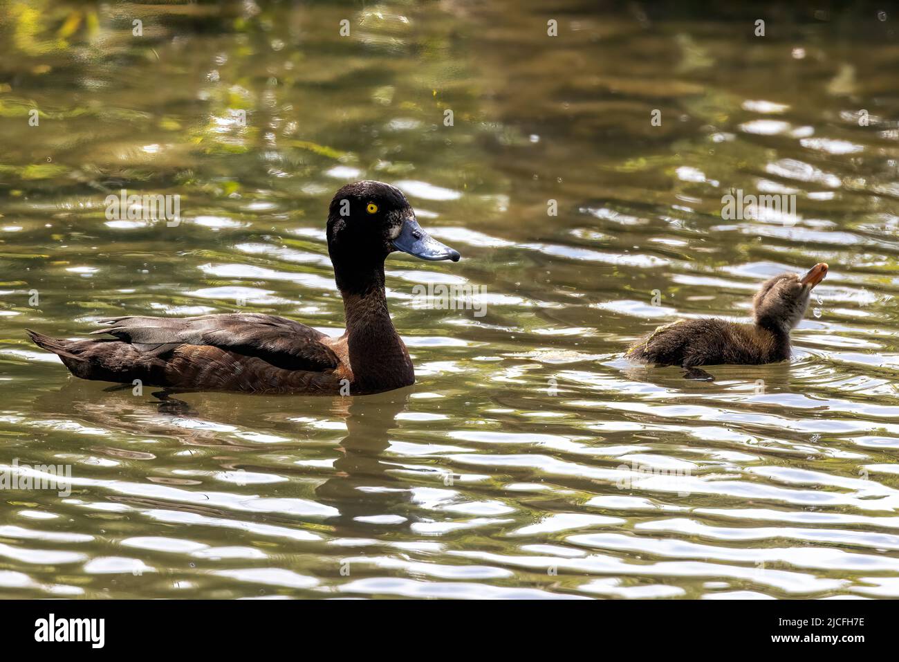 Weibliche Tufted Duck, auch bekannt als Tufted Pochard mit Entlein, im WWT Arundel Wetland Centre, Arundel, West Sussex, Großbritannien, Stockfoto