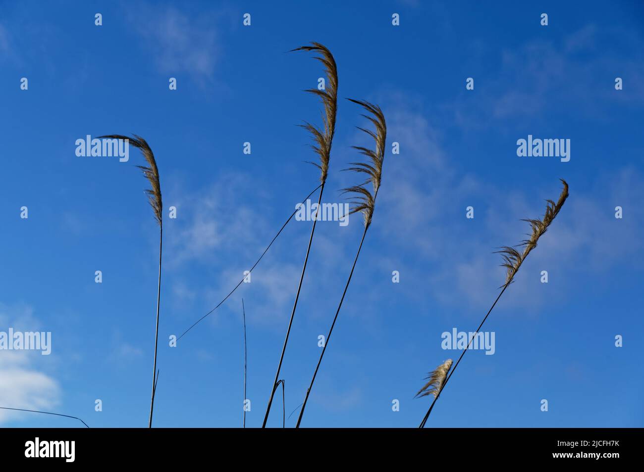 Die neuseeländische Zehe (oft falsch geschrieben als Toi Toi) winkt in der Brise. Stockfoto