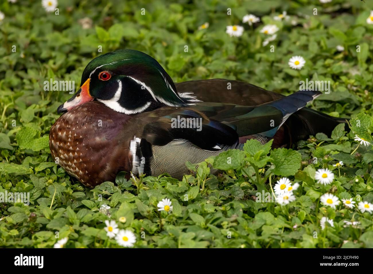 Wood Duck aka North American Wood Duck & Carolinas Duck im WWT Arundel Wetland Center, Arundel, West Sussex, Großbritannien, Stockfoto