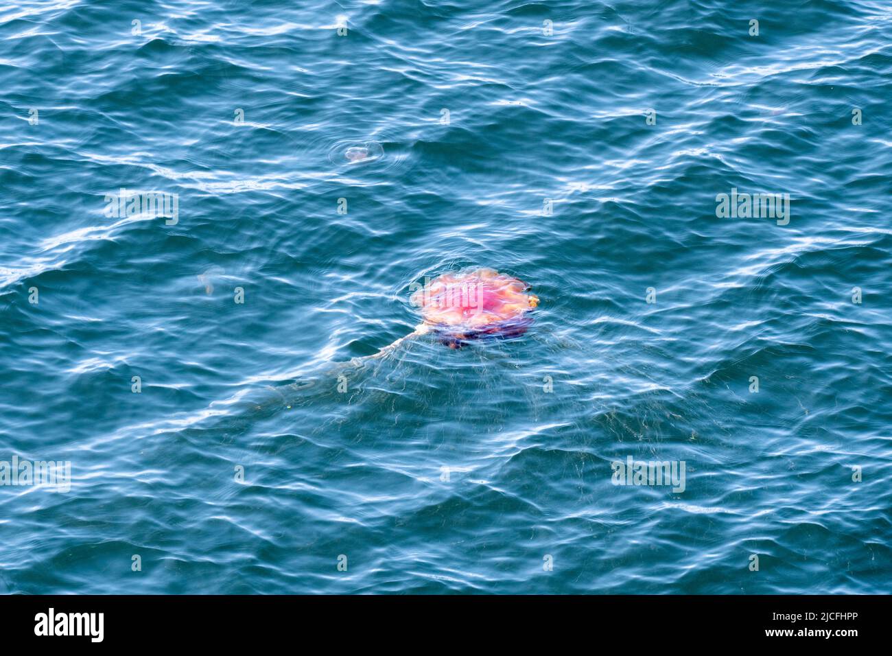 Norwegen, Quallen, auch medusa (Medusae), Cnidarien (Cnidaria). Stockfoto