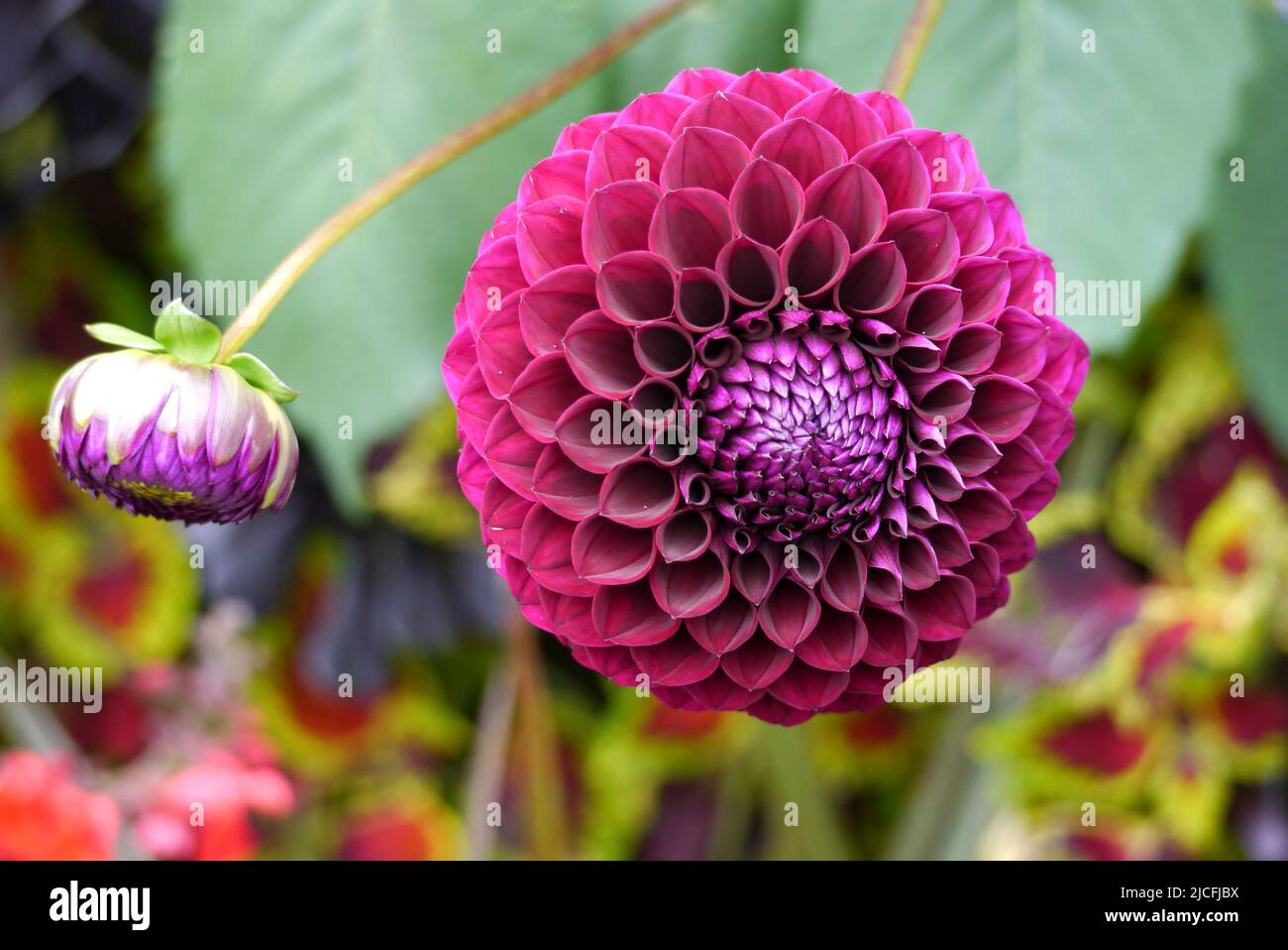 Einzelne Dahlienblüten und Blütenknospen mit Pompom-Ball aus Burgund/oder Purpur im RHS Garden Harlow Carr, Harrogate, Yorkshire, England, Großbritannien. Stockfoto