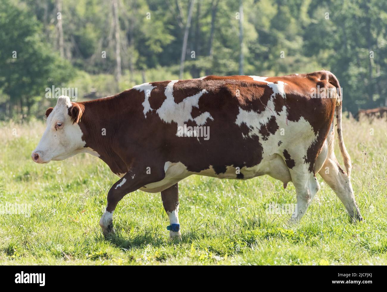 Seitenansicht des Fleckvieh-Rindes (Bos primigenius taurus) auf einer Weide in Deutschland, Europa Stockfoto