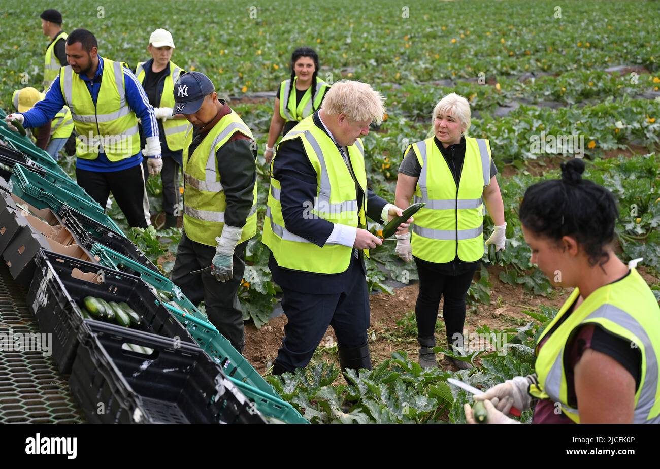 Premierminister Boris Johnson arbeitet bei einem Besuch bei Southern England Farms Ltd in Hayle, Cornwall, mit Pflückern zusammen, um Zucchini zu ernten, bevor das Weißbuch der britischen Regierung zur Lebensmittelstrategie, Cornwall, veröffentlicht wurde. Bilddatum: Montag, 13. Juni 2022. Stockfoto