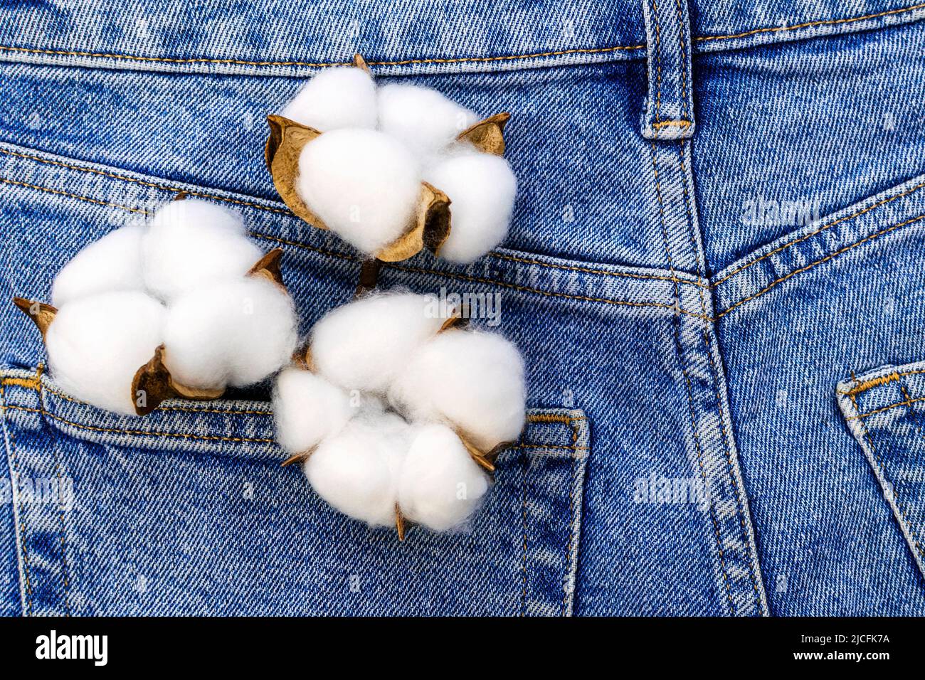 Weiße Flauschige Baumwollblume In Blauer Jeans Denim-Tasche, Hintergrund Modische Lässige Bequeme Kleidung, Natürliche Bio-Stoff Recycling. Stockfoto