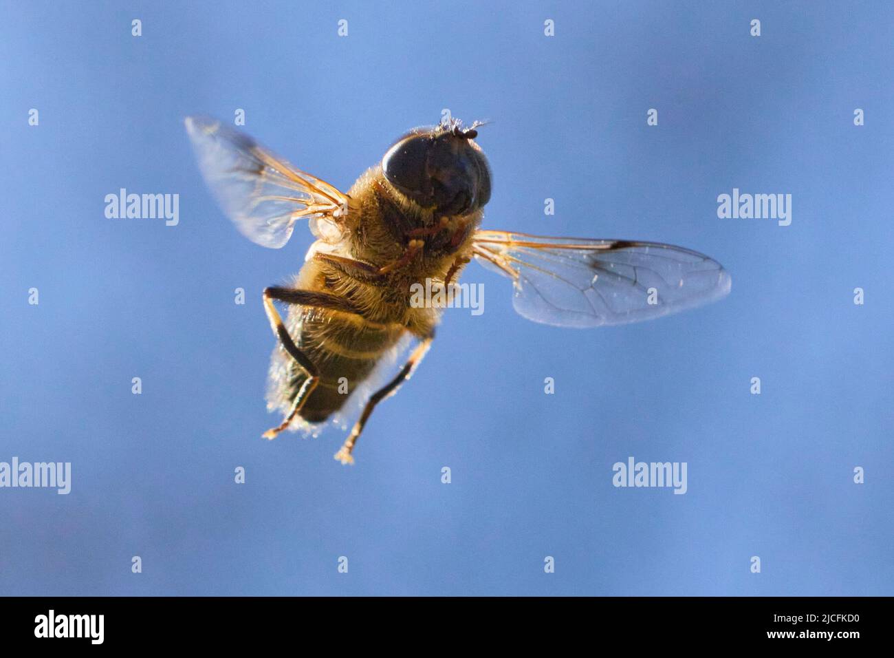 Hoverfly, Eristalis pertinax, im Flug, frontal Stockfoto