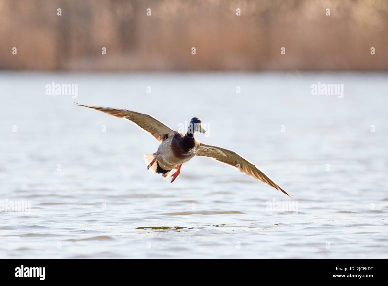 Ente, Stockente, drake, Land, Anas platyrhynchos Stockfoto