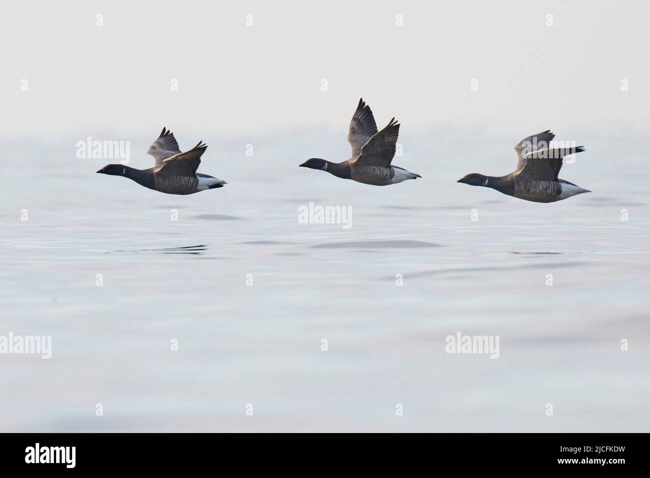 Brent Gans, Branta bernicla, mehrere, fliegen Stockfoto