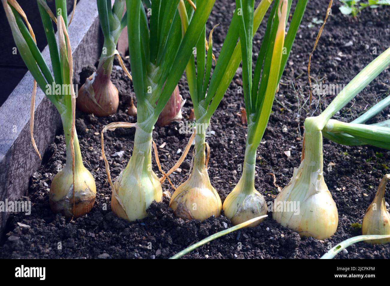 A Row of Maincrop Onions 'Ailsa Craig' growing in the Vegetable Garden at at at RHS Garden Harlow Carr, Harrogate, Yorkshire, England, UK. Stockfoto