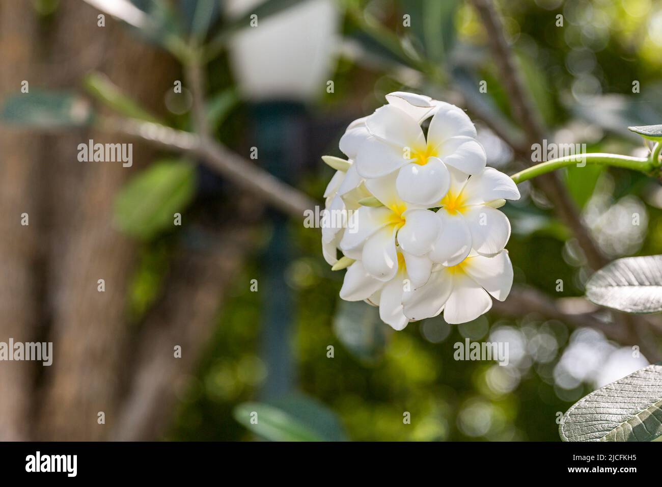 Frangipani, (Plumeria alba), Tempelbaum, Bang Pa-in, Sommerpalast der königlichen Familie, Chao Phraya River, Phra Nakhon Si Ayutthaya Provinz, Thailand. Stockfoto