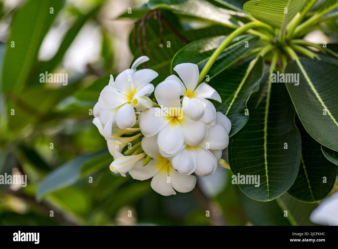 Frangipani, (Plumeria alba), Tempelbaum, Bang Pa-in, Sommerpalast der königlichen Familie, Chao Phraya River, Phra Nakhon Si Ayutthaya Provinz, Thailand. Stockfoto