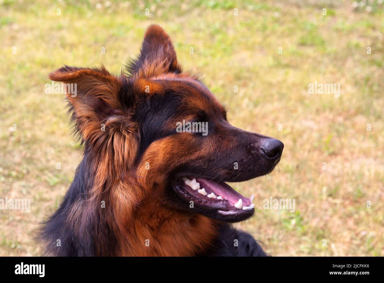 Alte deutsche Herdenhunde Stockfoto