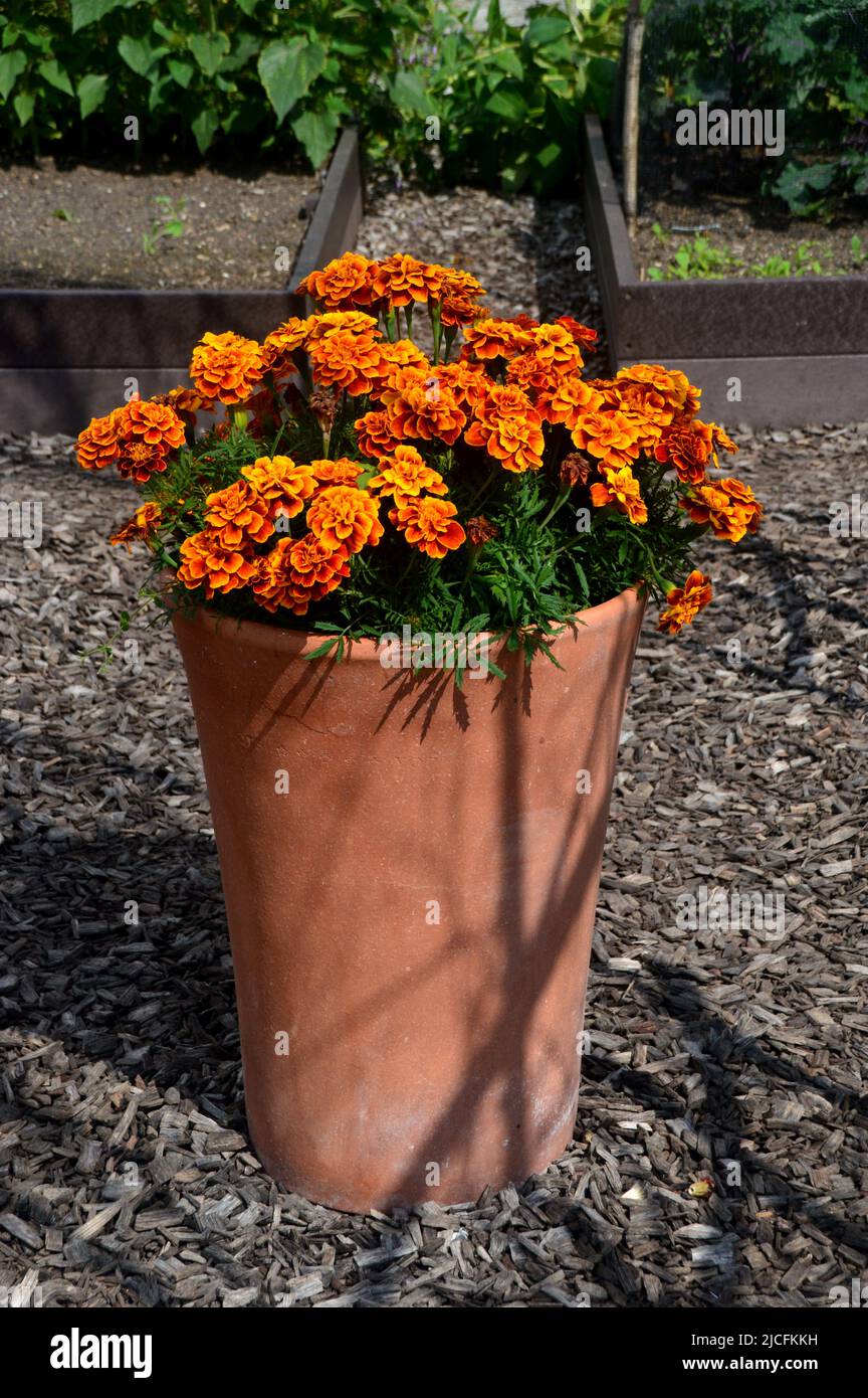 Hoher Terrakotta-Blumentopf mit Orange Tagesetes Erecta 'African Marigolds' im Gemüsegarten im RHS Garden Harlow Carr, Harrogate, Yorkshire. Stockfoto