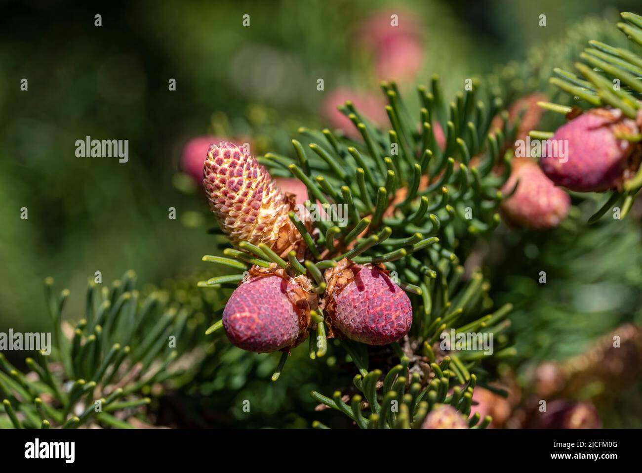 Edle Tanne (Abies Procera), männliche Blüten, Deutschland Stockfoto