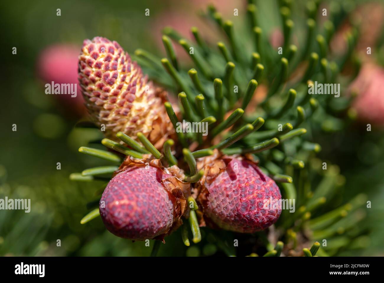 Edle Tanne (Abies Procera), männliche Blüten, Deutschland Stockfoto