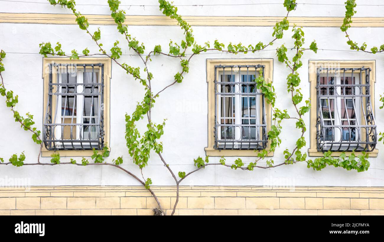 Hausfassade, Spalier, Spalierbaum, Fenster, Steinhaus, Dorfblick, Eibelstadt, Franken, Deutschland, Europa, Stockfoto