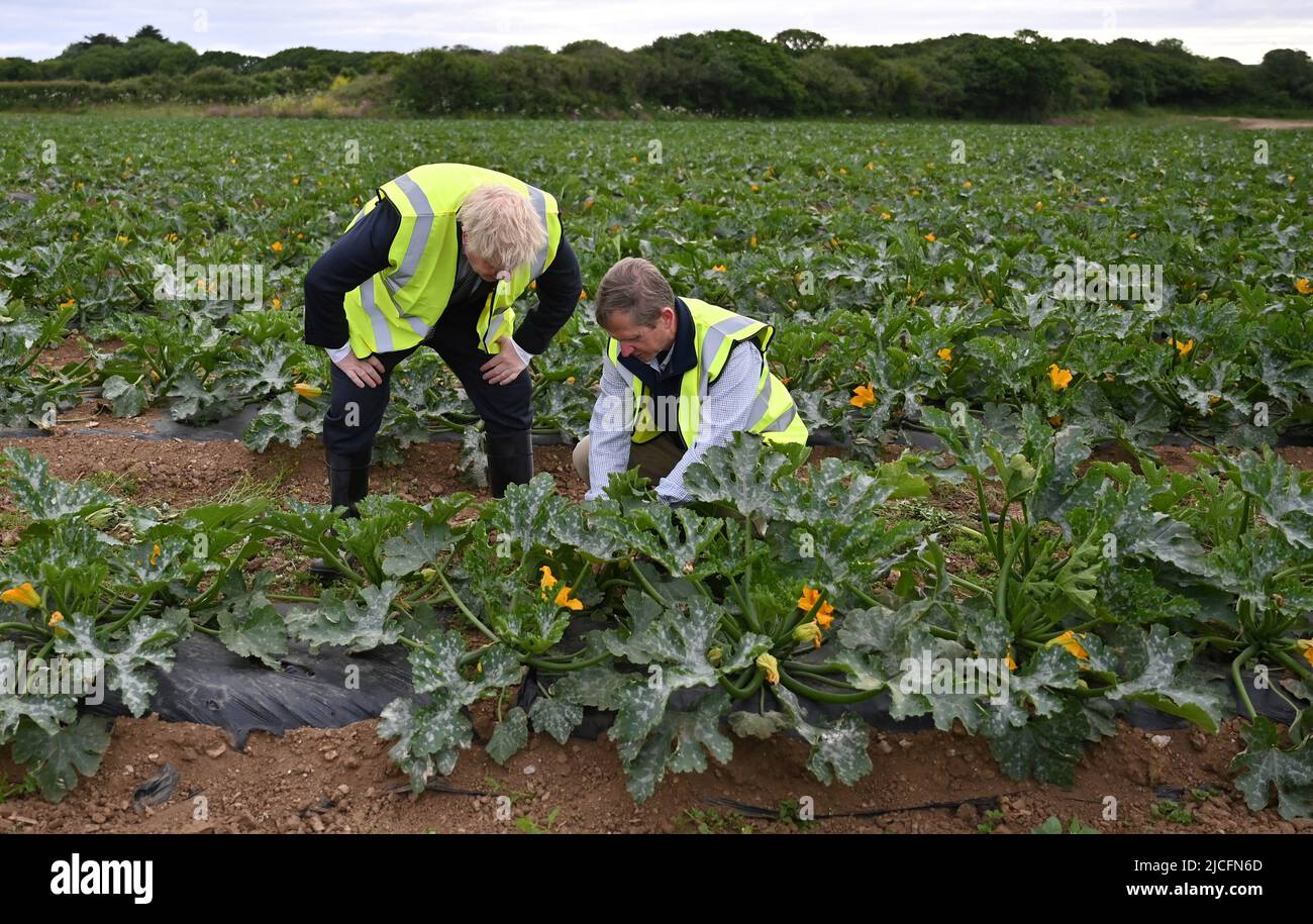 Premierminister Boris Johnson spricht vor der Veröffentlichung des Weißbuches der britischen Regierung zur Lebensmittelstrategie Cornwall mit dem Manager Gordon Stokes, der Zucchini-Pflanzen während eines Besuchs bei Southern England Farms Ltd in Hayle, Cornwall, besucht. Bilddatum: Montag, 13. Juni 2022. Stockfoto