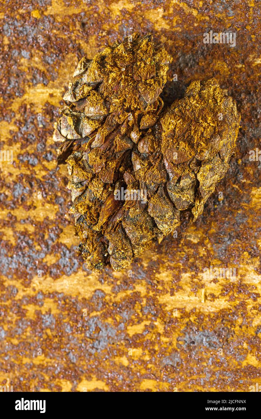 Kieferkegel auf rostigem Metall, Herzform, Stillleben, Natur Stockfoto