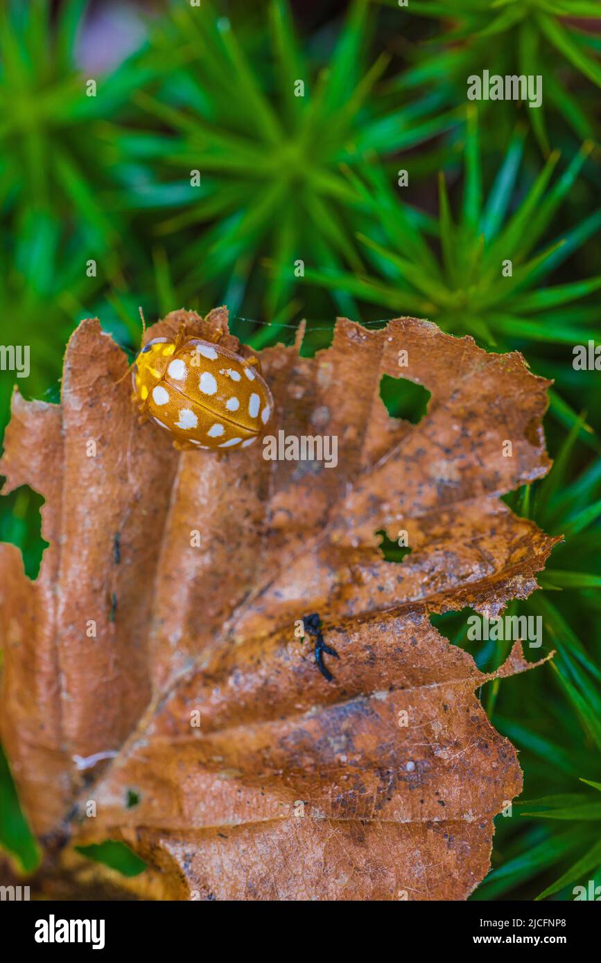 Marienkäfer mit 22 Flecken auf dem Waldboden Stockfoto