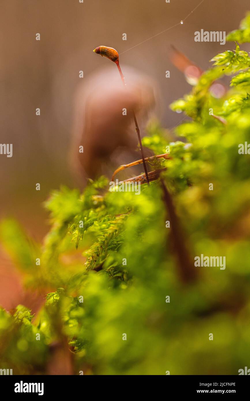 Sporopyten aus goldenem Maidenhair-Moos mit Fruchtkörpern, Polytrichum Kommune mit Sporenkapseln, Nahaufnahme. Stockfoto