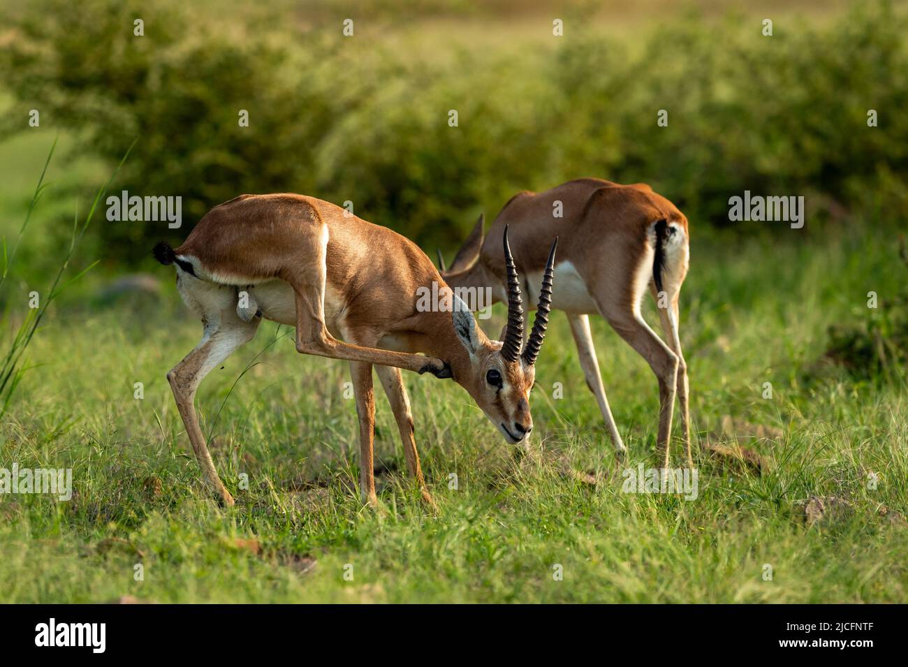 Zwei Chinkara indische Gazelle Antelope Tier Paar Augen Ausdruck grasenden Gras in Monsun grün Wildlife Safari im ranthambore Nationalpark Reserve Stockfoto