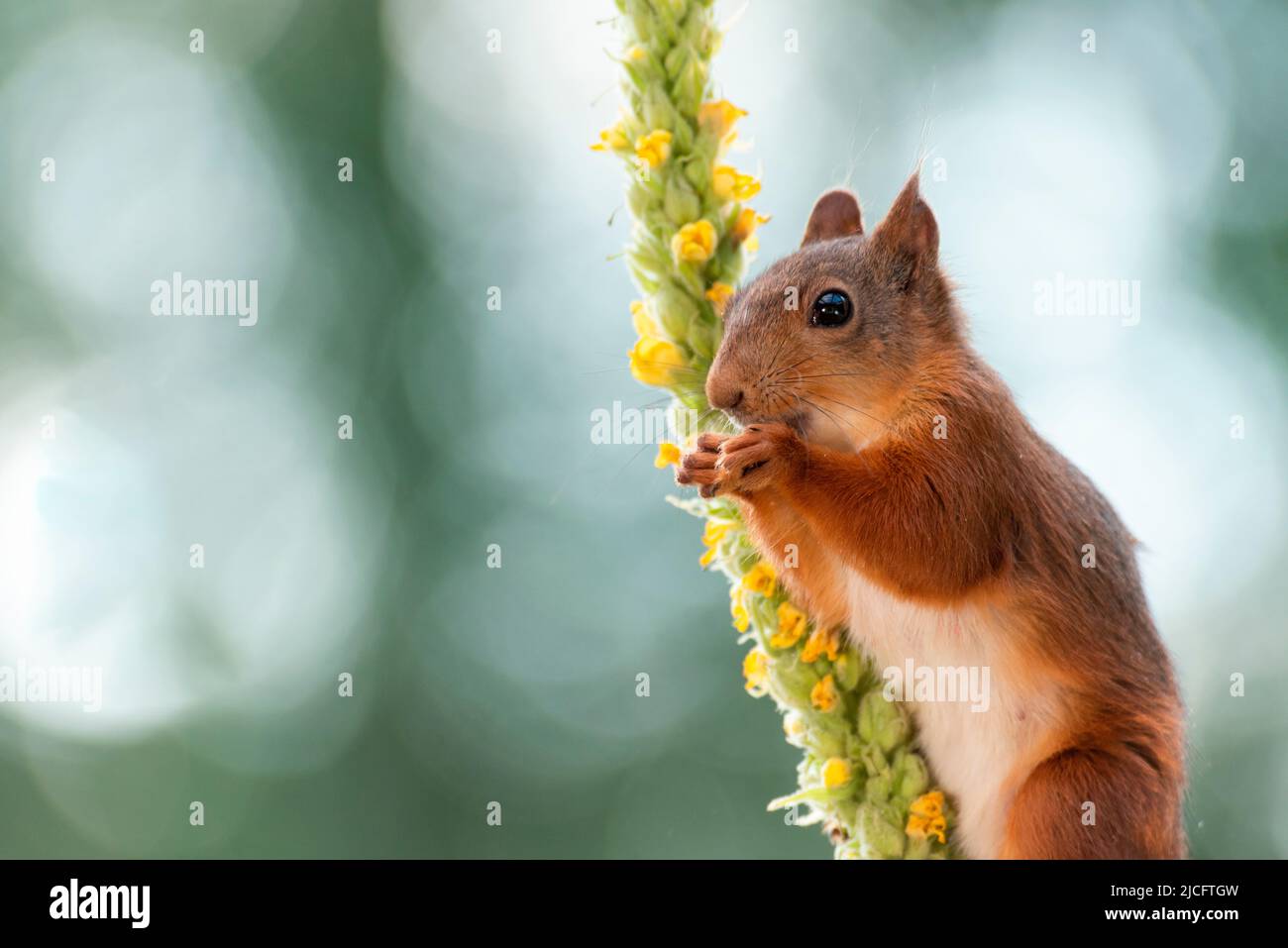 Rotes Eichhörnchen mit einer gemeinen Königskerze Stockfoto