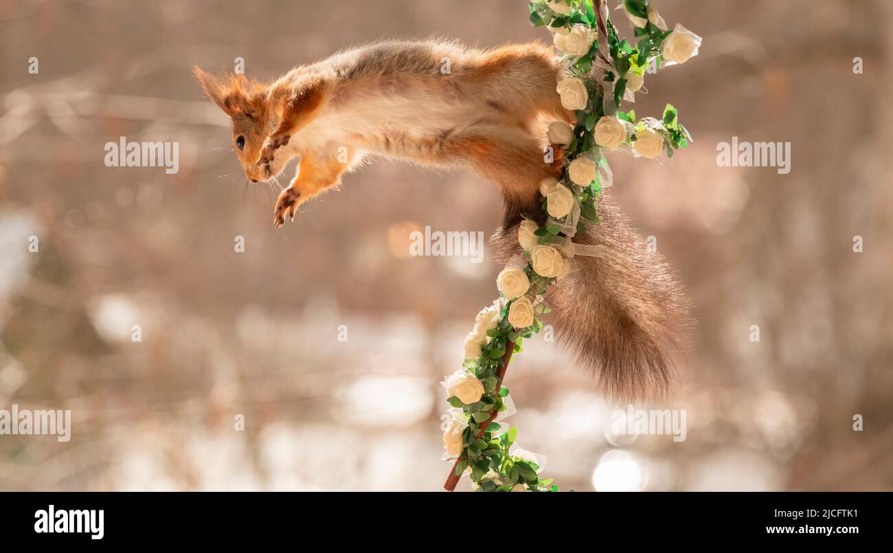 Das rote Eichhörnchen reicht vom Rosenzweig hinauf Stockfoto