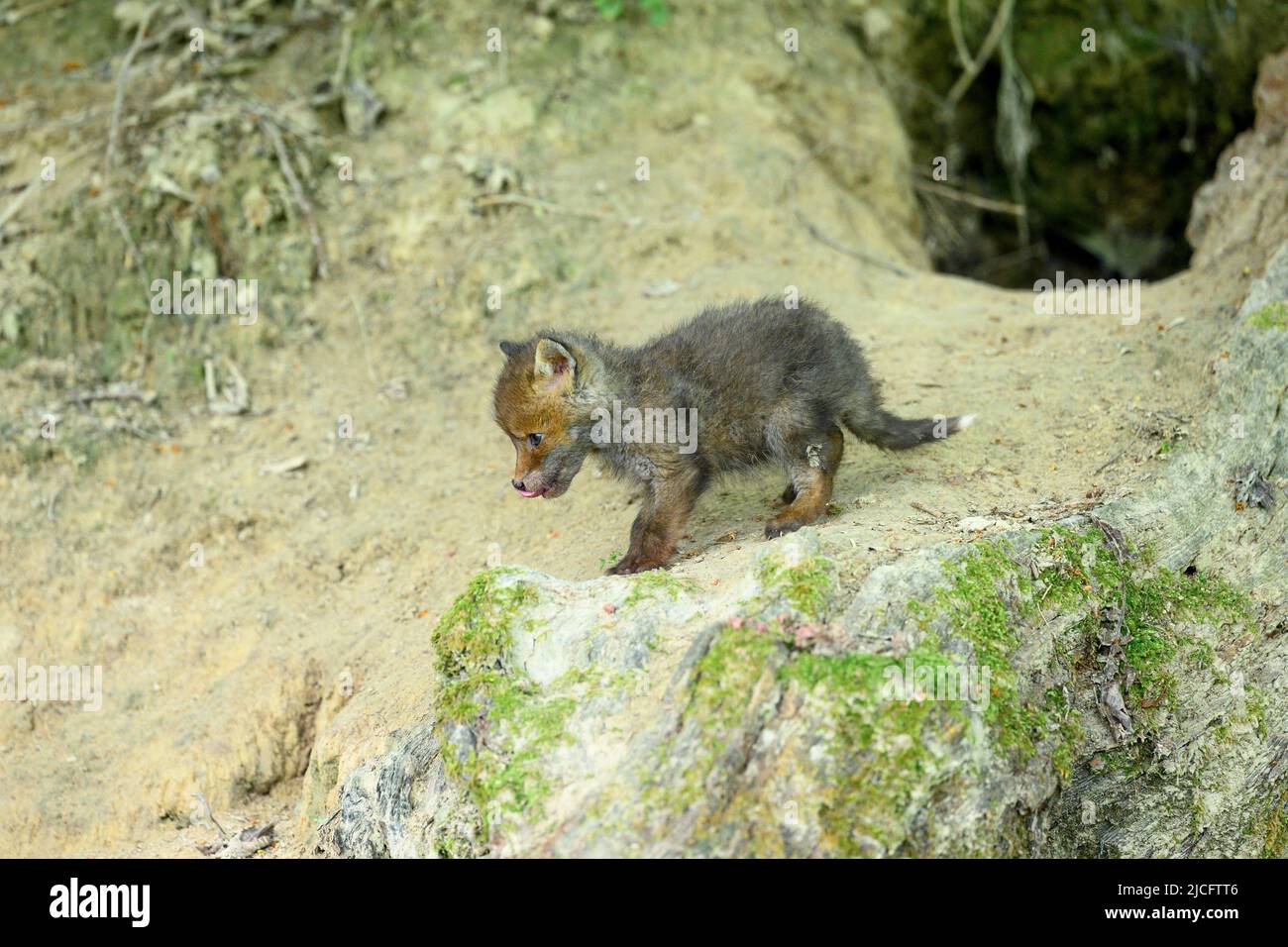 Deutschland, Rotfuchs (Vulpes vulpes), Fuchsjungen an ihrer Fuchshöhle. Stockfoto