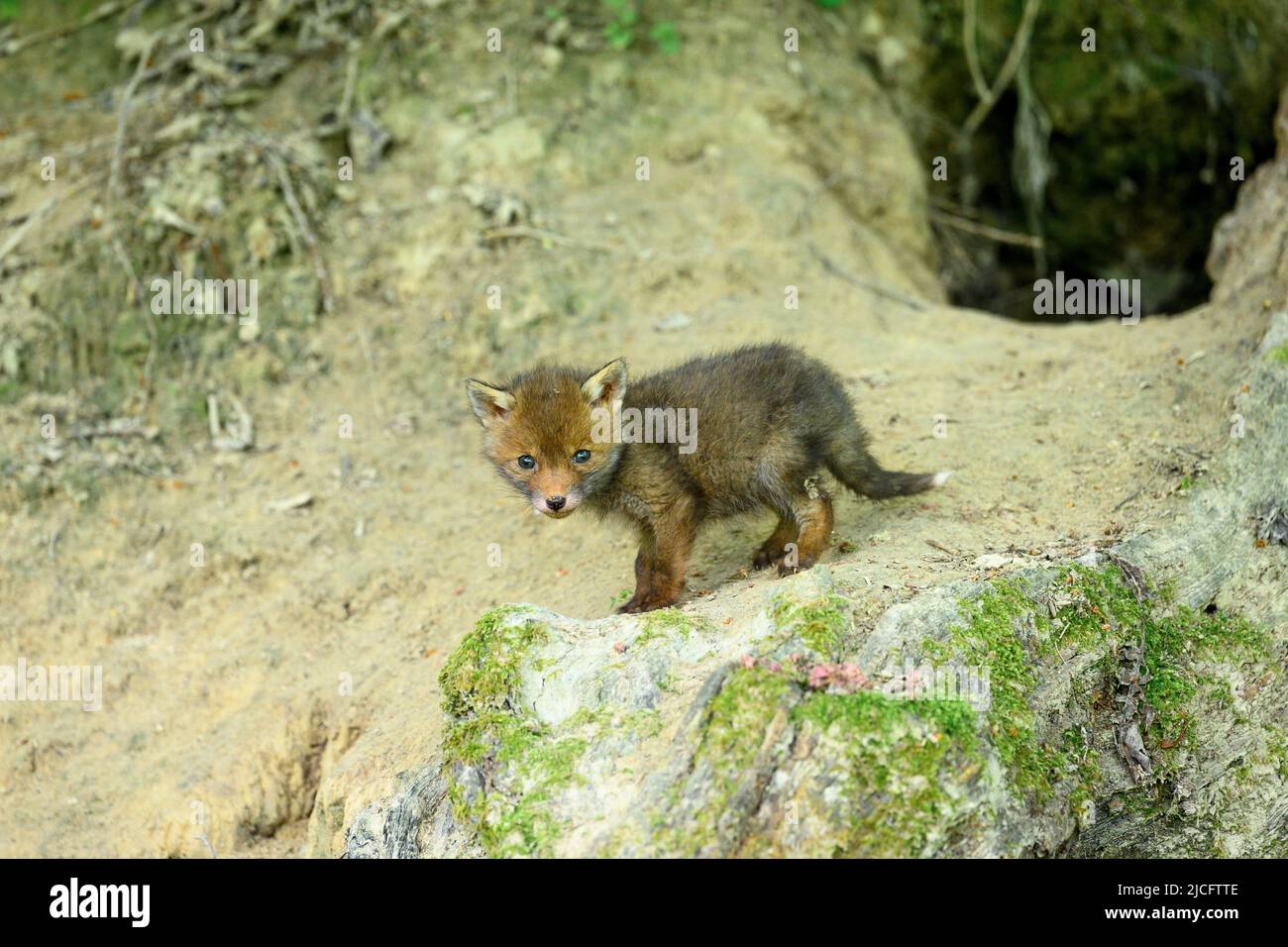 Deutschland, Rotfuchs (Vulpes vulpes), Fuchsjungen an ihrer Fuchshöhle. Stockfoto