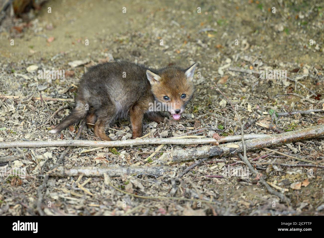 Deutschland, Rotfuchs (Vulpes vulpes), Fuchsjungen an ihrer Fuchshöhle. Stockfoto