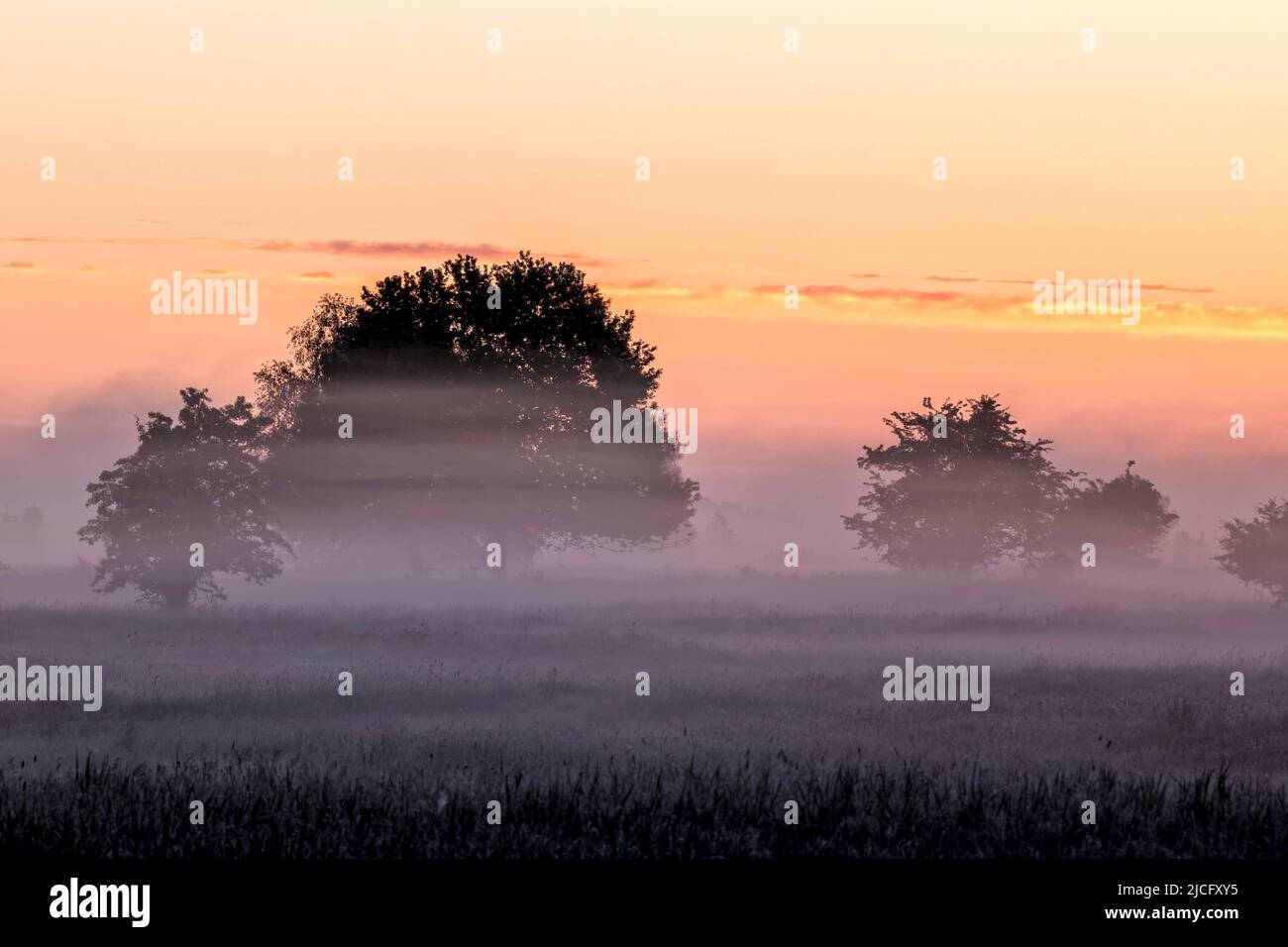 Die malerische Landschaft des Elbvorlandes bei Sonnenaufgang und Bodennebel vor Bleckede Stockfoto