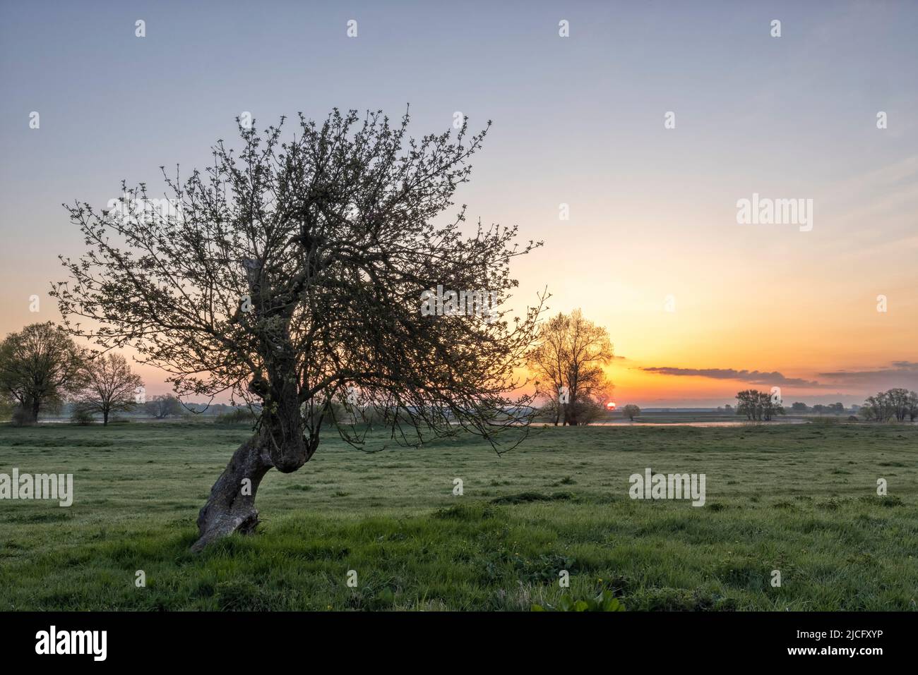 Die malerische Landschaft des Elbvorlandes bei Sonnenaufgang und Bodennebel vor Bleckede Stockfoto