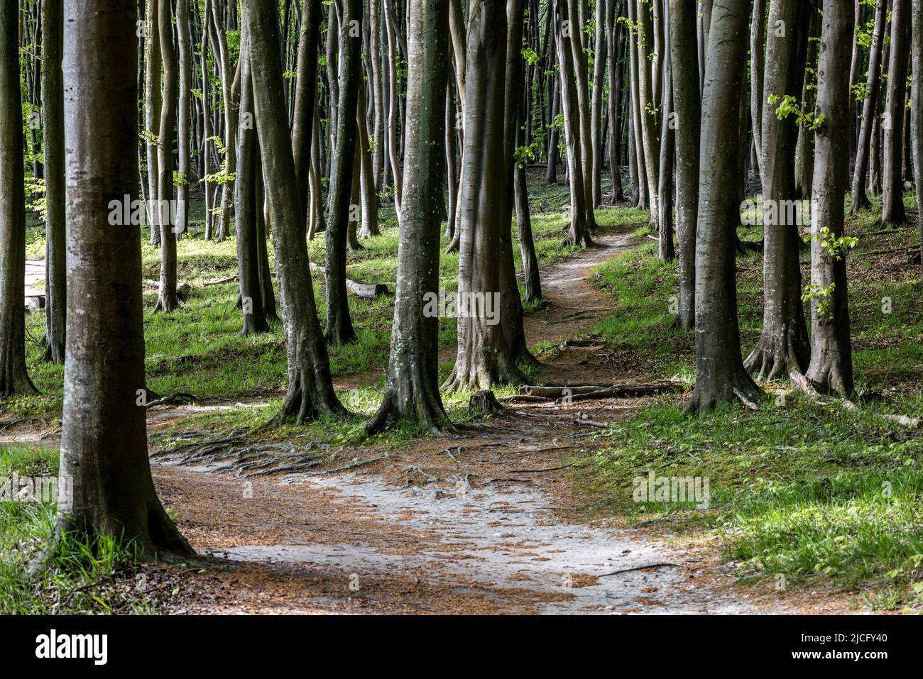 Der Hochufer-Wanderweg im Nationalpark Jasmund entlang der Kreideküste auf Rügen führt durch Buchenwälder Stockfoto