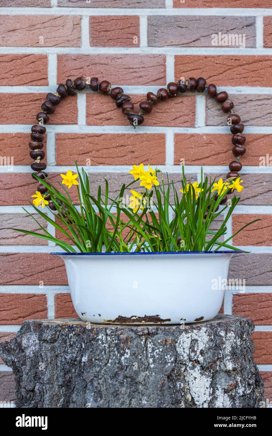 Gartendekoration, Narzissen in Blüte im Frühjahr, Herzform aus Kastanienfrucht Stockfoto