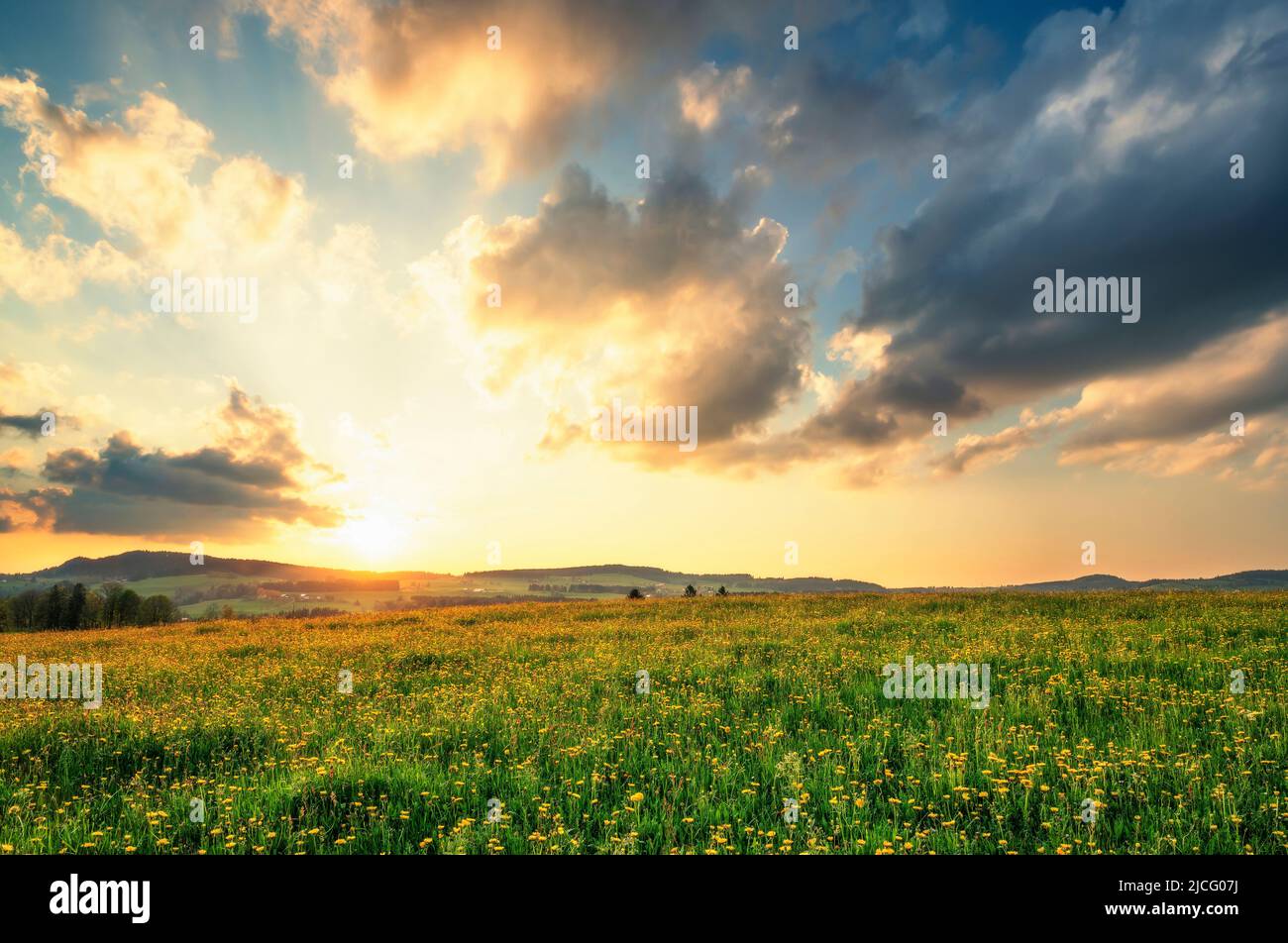 Gelb blühende Blumenwiese mit Dandelion im Frühling bei Sonnenuntergang. Allgäu, Bayern, Deutschland, Europa Stockfoto