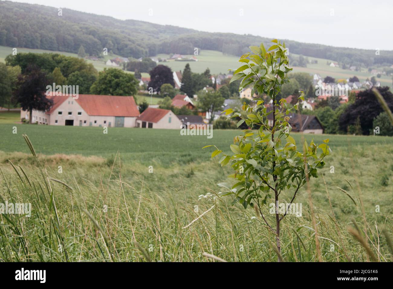 Junger Walnussbaum am Rande des Feldes Stockfoto