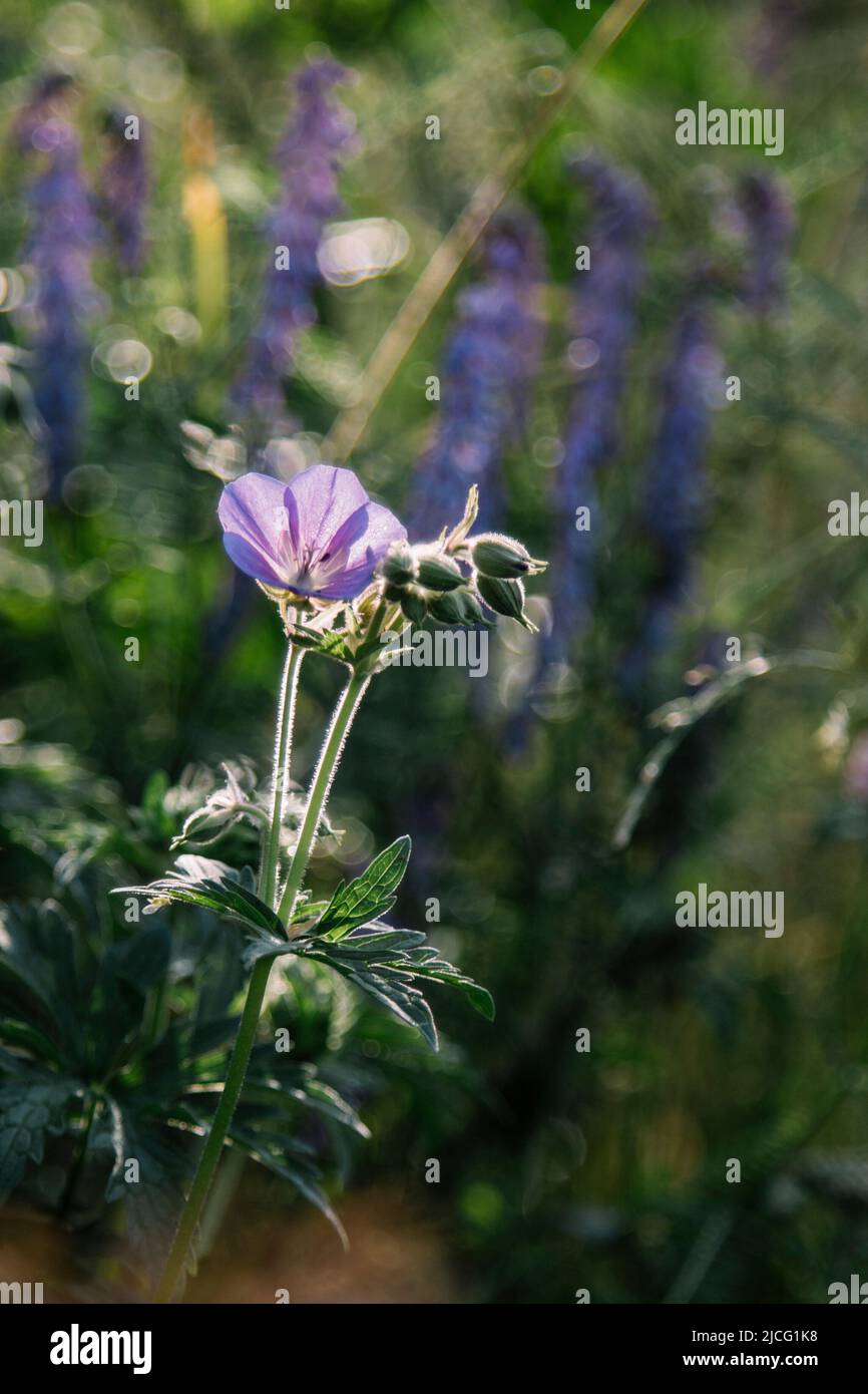 Kranichschnabel, Blume, lila, Detail Stockfoto