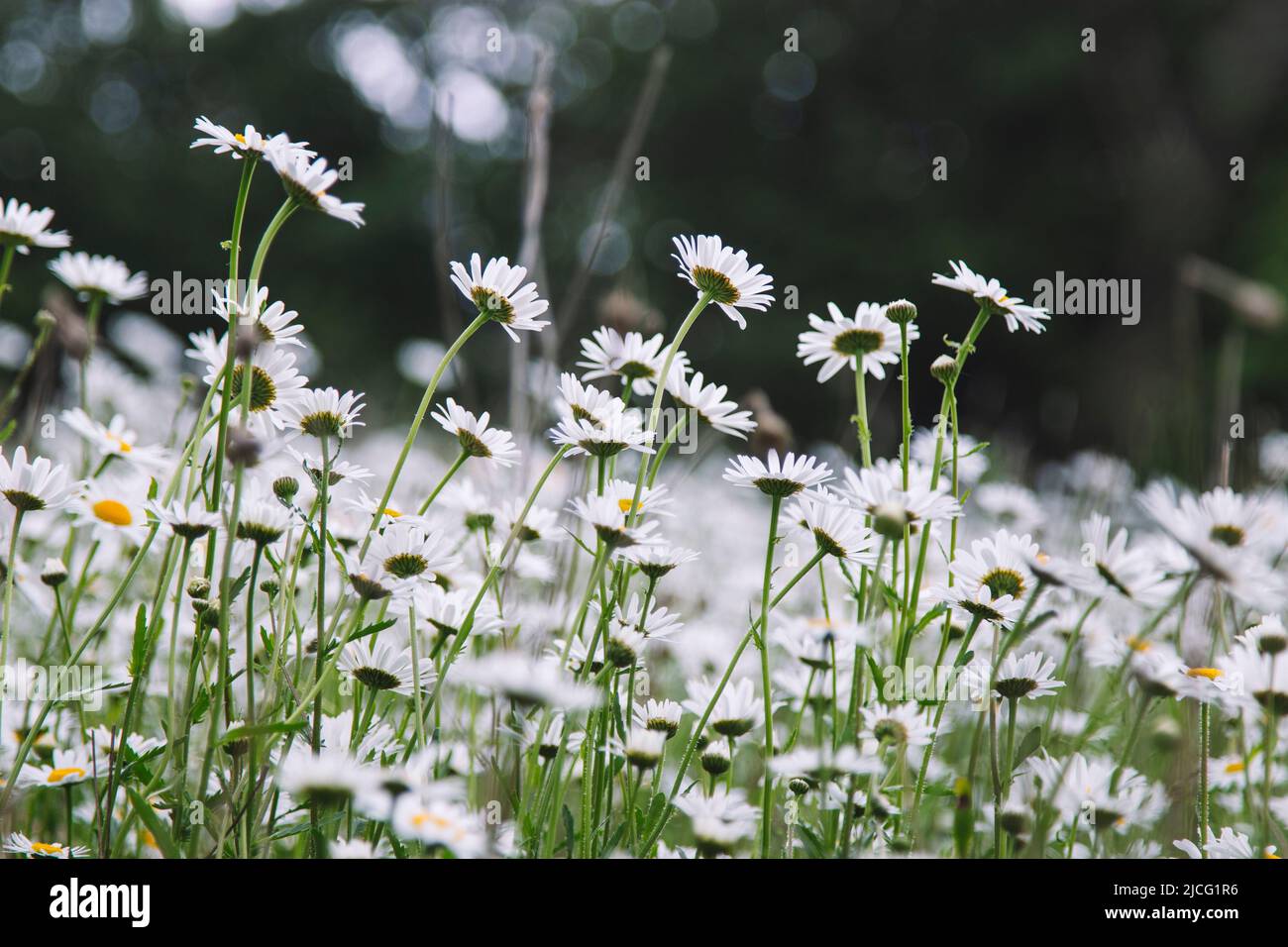 Blumenwiese, Gänseblümchen, Sommer Stockfoto